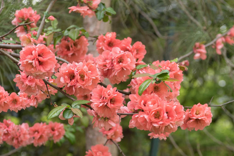 Chaenomeles speciosa 'Falconnet Charlet', cognassier à fleurs, rose