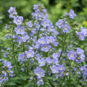 Polemonium reptans, Shade perennial
