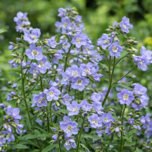 Polemonium reptans, Shade perennial