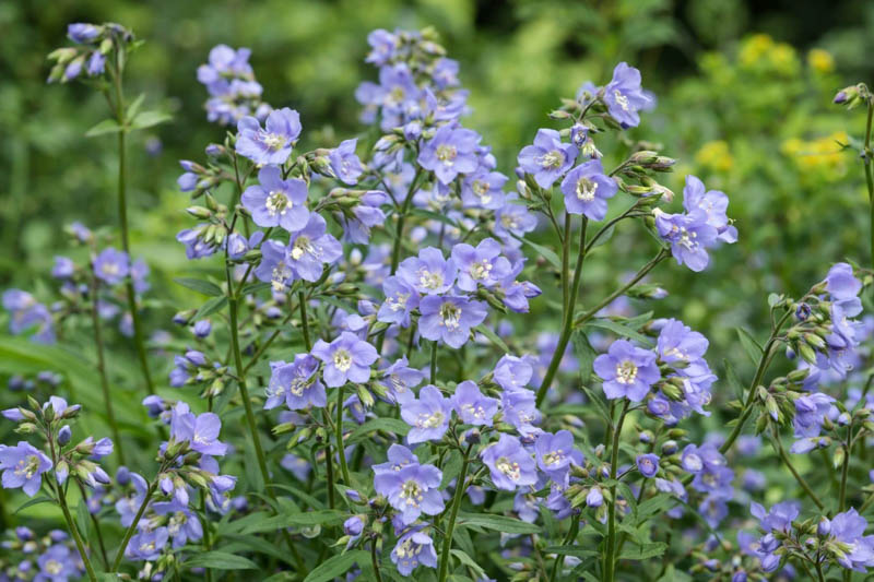 Polemonium reptans, Shade perennial