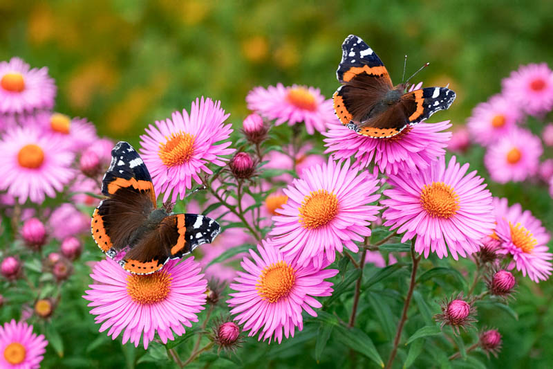 Red Amiral butterflies pollinating aster flowers