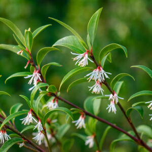 Sarcococca hookeriana, Sweet Box, Himalayan Sweet Box, Hooker’s Sweet Box