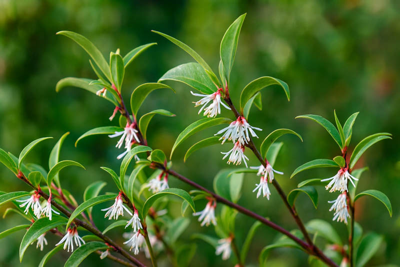 Sarcococca hookeriana, Sweet Box, Himalayan Sweet Box, Hooker’s Sweet Box