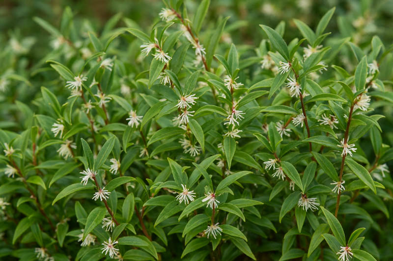 Sarcococca hookeriana, Sweet Box, Himalayan Sweet Box, Hooker’s Sweet Box