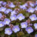 Veronica umbrosa Georgia Blue, Hardy Groundcover, Hardy Ground Cover