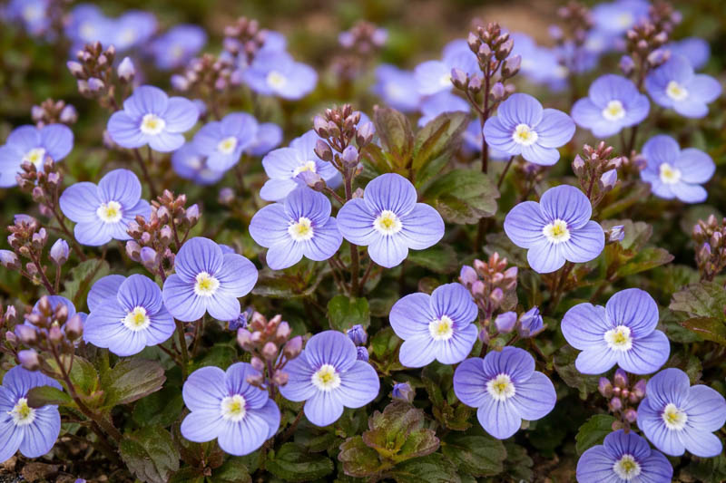 Veronica umbrosa Georgia Blue, Hardy Groundcover, Hardy Ground Cover