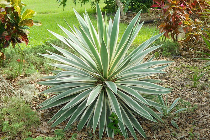 Yucca gloriosa, Moundlily Yucca, Mound Lily Yucca, Soft-tipped Yucca, Spanish Dagger, Spanish Bayonet, Sea Islands Yucca, Roman Candle, Candle Yucca, Palm Lily, Tee Lily