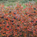 Aronia, chokeberries