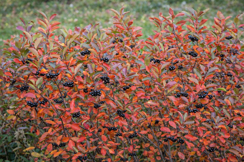 Aronia, chokeberries