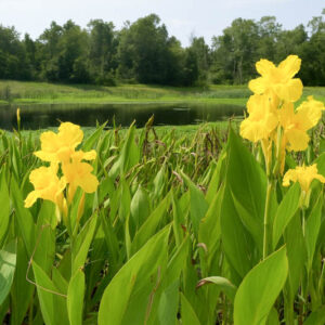 Golden Canna, Bandanna Of The Everglades, Bandana Of The Everglades, Yellow Canna, Southern Marsh Canna