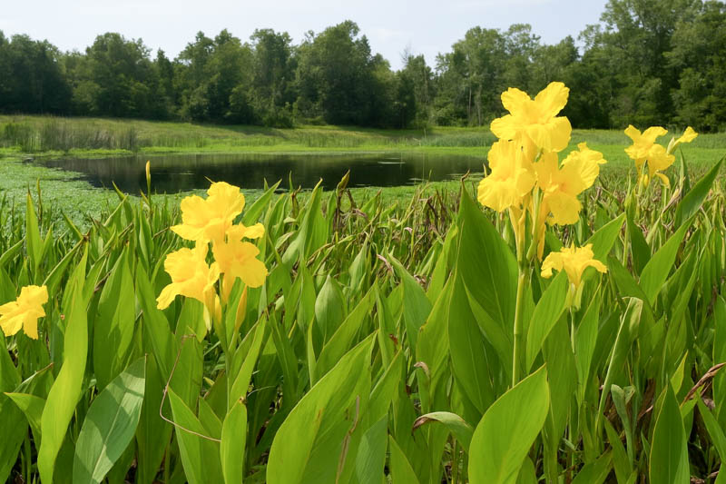 Golden Canna, Bandanna Of The Everglades, Bandana Of The Everglades, Yellow Canna, Southern Marsh Canna