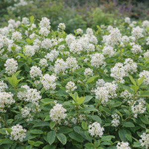 Ceanothus americanus, New Jersey Tea, Indian Tea, Mountain Sweet, Wild Pepper, Walpole Tea, Wild Snowball, Redroot, Fragrant Shrubs, Evergreen Shrubs