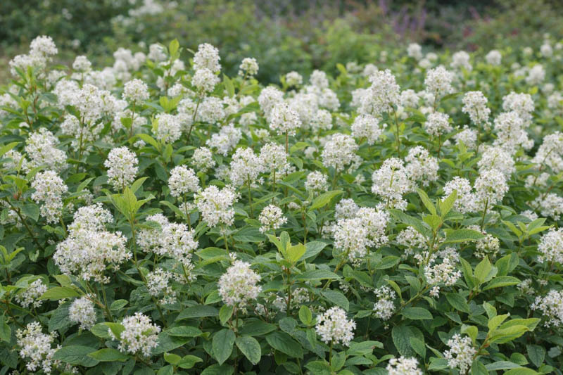 Ceanothus americanus, New Jersey Tea, Indian Tea, Mountain Sweet, Wild Pepper, Walpole Tea, Wild Snowball, Redroot, Fragrant Shrubs, Evergreen Shrubs