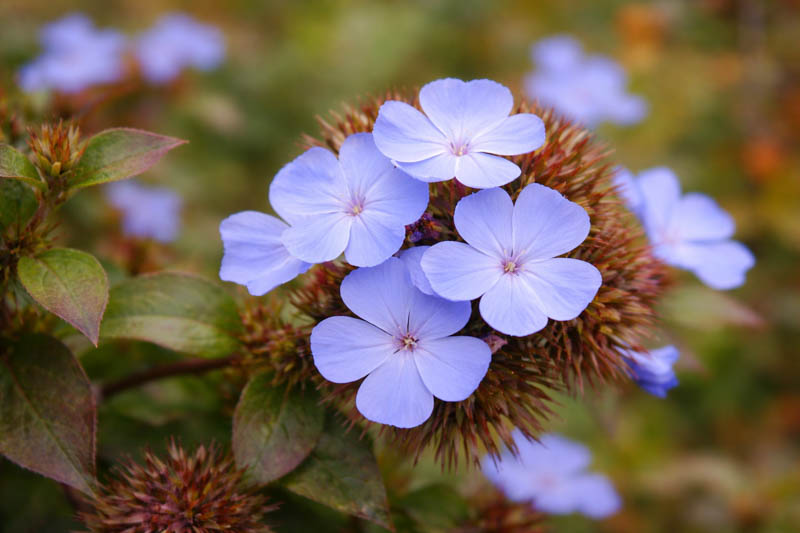 Ceratostigma plumbaginoides, Dwarf Plumbago, Blue Ceratostigma, Hardy Blue-Flowered Leadwort, Ceratostigma larpentiae, Plumbago larpentiae, Blue Flowers, Blue Groundcover