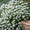 iberis sempervirens, evergreen candytuft, drought tolerant groundcover