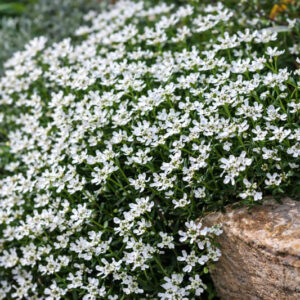 iberis sempervirens, evergreen candytuft, drought tolerant groundcover