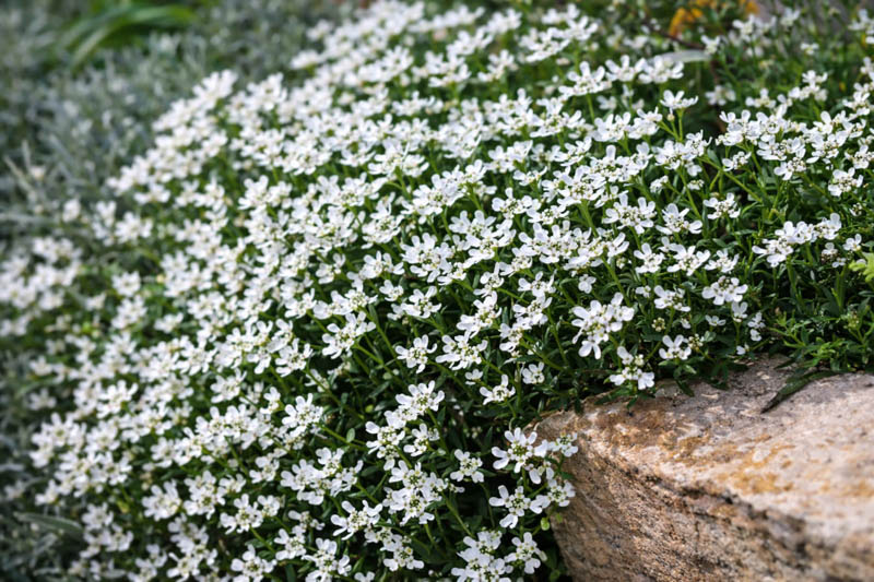 iberis sempervirens, evergreen candytuft, drought tolerant groundcover