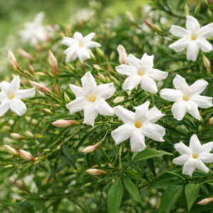 Jasminum Officinale, Common Jasmine, Poet's Jasmine, Common White Jasmine, Jessamine, Poet's Jessamine, Summer Jasmine, True Jasmine,Fragrant Vine, Fragrant Shrub, White Flowers