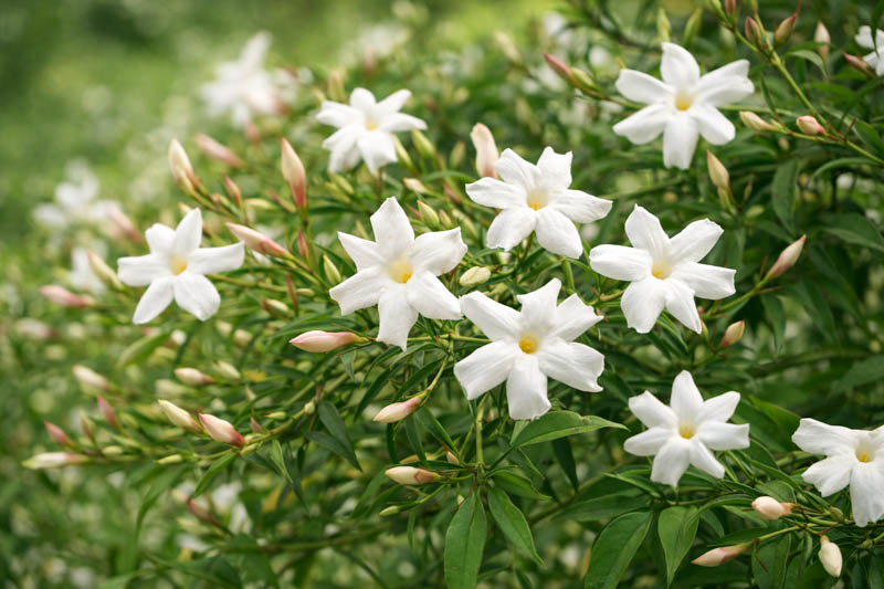 Jasminum Officinale, Common Jasmine, Poet's Jasmine, Common White Jasmine, Jessamine, Poet's Jessamine, Summer Jasmine, True Jasmine,Fragrant Vine, Fragrant Shrub, White Flowers