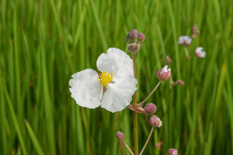 Bulltongue Arrowhead, Duck Potato, Lanceleaf Arrowhead, Lance-leaved Arrowhead, Bulltongue, Bulltongue Arrowhead, Lanceleaf Sagittaria, Sagittaria lancifolia