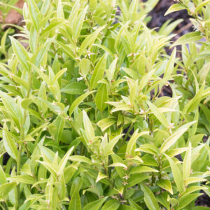 Fragrant Sweet Box, Sweet Box, Fragrant Sarcococca, Sarcococca ruscifolia