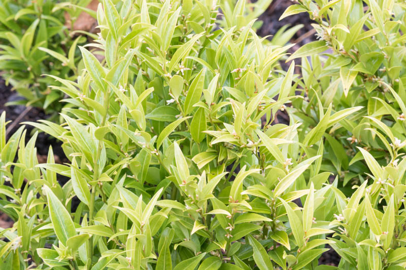 Fragrant Sweet Box, Sweet Box, Fragrant Sarcococca, Sarcococca ruscifolia