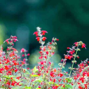 Bright red flowers cpurple sage, Salvia coccinea on the flower bed, salvia coccinea