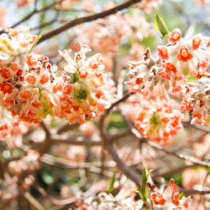 Oriental paperbush, Edgeworthia chrysantha, Shade Shrub