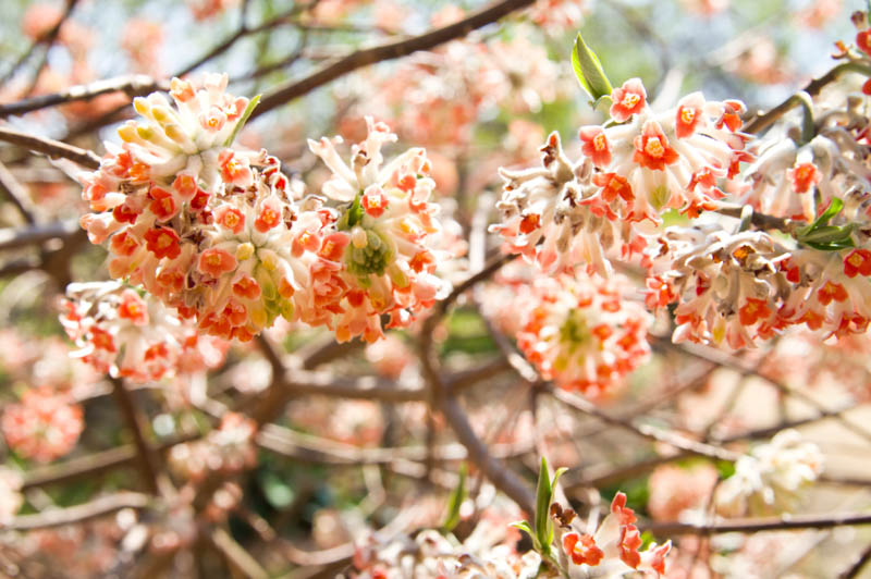 Oriental paperbush, Edgeworthia chrysantha, Shade Shrub