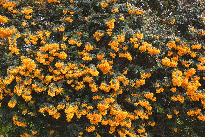 Darwin’s Barberry, Darwin Barberry, Darwin’s Berberis, Barberry