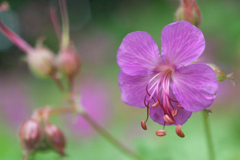 Bigroot Geranium, Bulgarian Geranium, Rock Crane’s-bill, Rock Cranesbill, Big-rooted Geranium, Hardy Geranium, Cranesbill, Geranium macrorrhizum