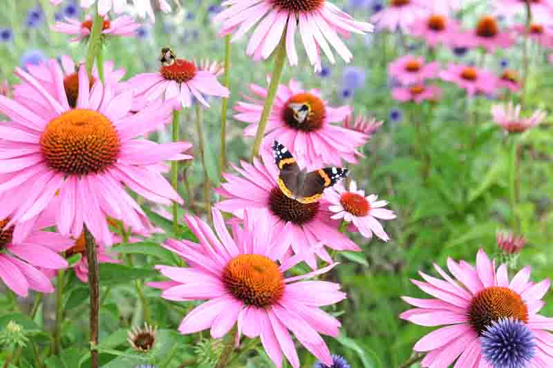 Red admiral butterfly resting on Echinacea 'Pink Parasol' and Echinacea pallida 'pale purple' in flower
