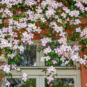 Beautiful Purple flowering Clematis Montana blooms background. Rose Clematis flowers near house wall above window. Many clematis flower with yellow finger stamens in sunny day.
