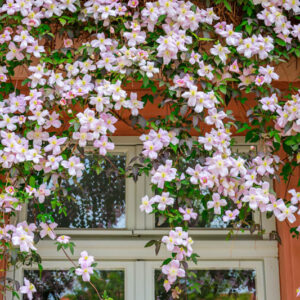 Beautiful Purple flowering Clematis Montana blooms background. Rose Clematis flowers near house wall above window. Many clematis flower with yellow finger stamens in sunny day.