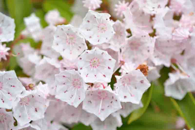 Kalmia latifolia, Shade Shrub, Mountain laurel flowers