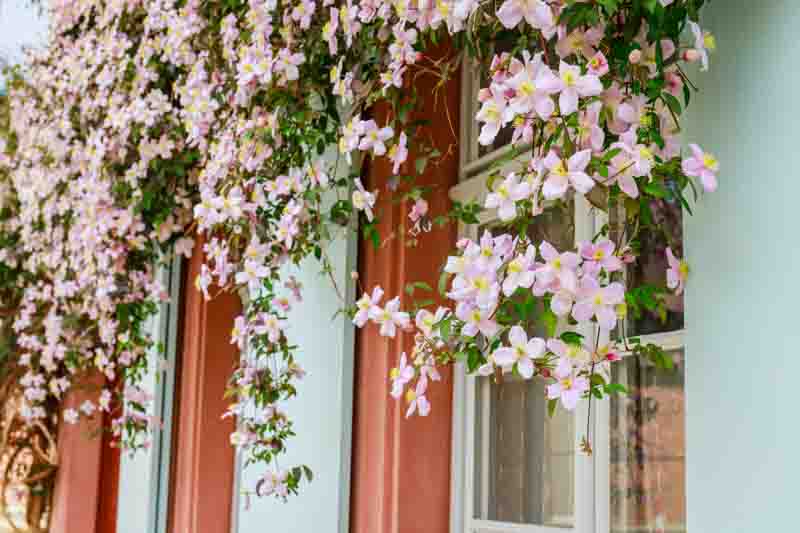 Rose flowering Clematis Montana blossoms background. Clematis flowers near house wall above window. Many clematis flower with yellow finger stamens in spring.