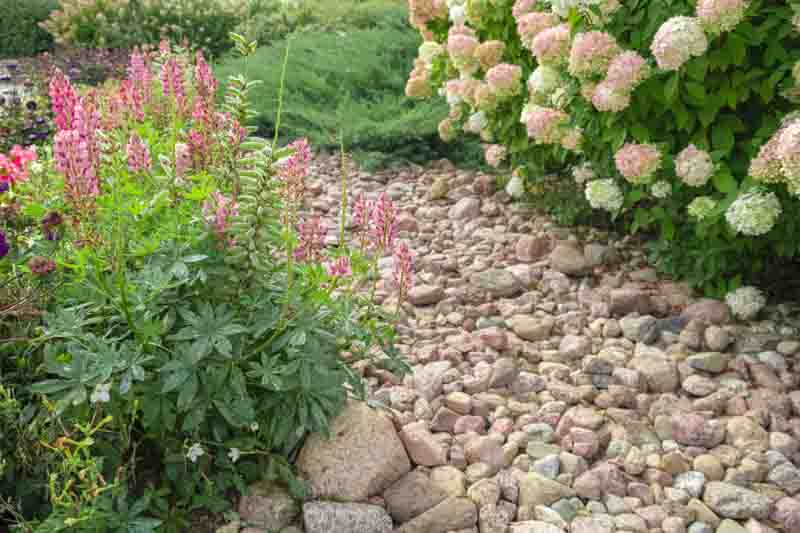Hydrangea paniculata and conifer. Beautiful Garden path made of natural stones, gravel. Huge landscaping trend. Lawn, shrubbery in the backyard. Scenic of nice landscaped. Walkway. Green home design