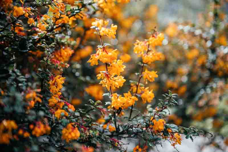 Darwin’s Barberry, Darwin Barberry, Darwin’s Berberis, Barberry