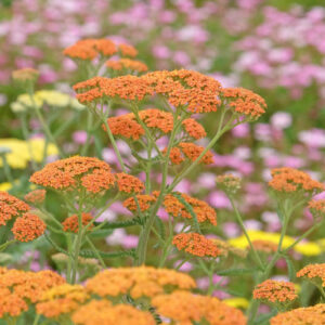 Rust orange Achillea yarrow ‘Terracotta’ in flower, drought tolerant plant, drought tolerant perennial
