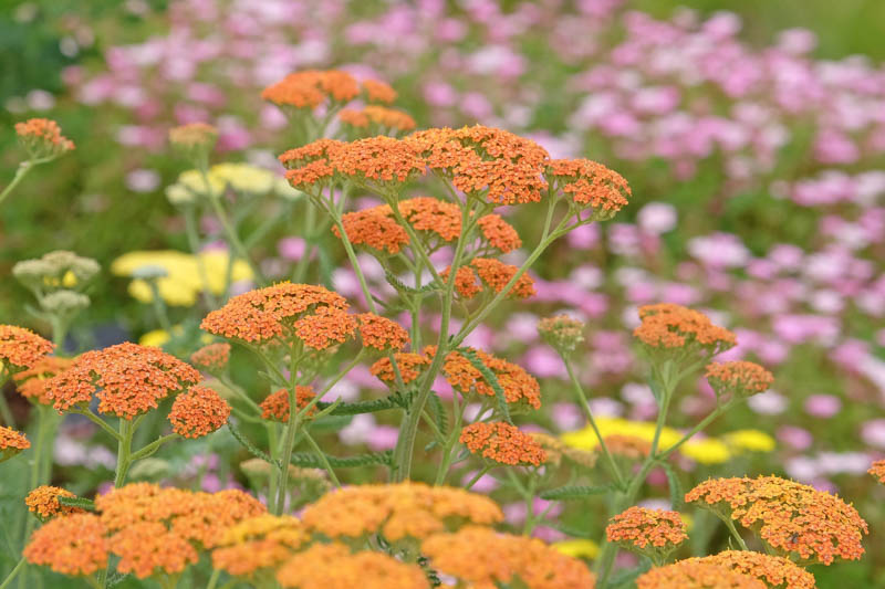 Rust orange Achillea yarrow ‘Terracotta’ in flower, drought tolerant plant, drought tolerant perennial