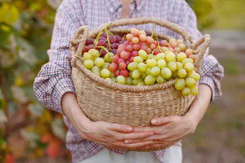 A farmer with a straw hat harvesting ripe grapes in a sunny vineyard, surrounded by grapevines and fruits