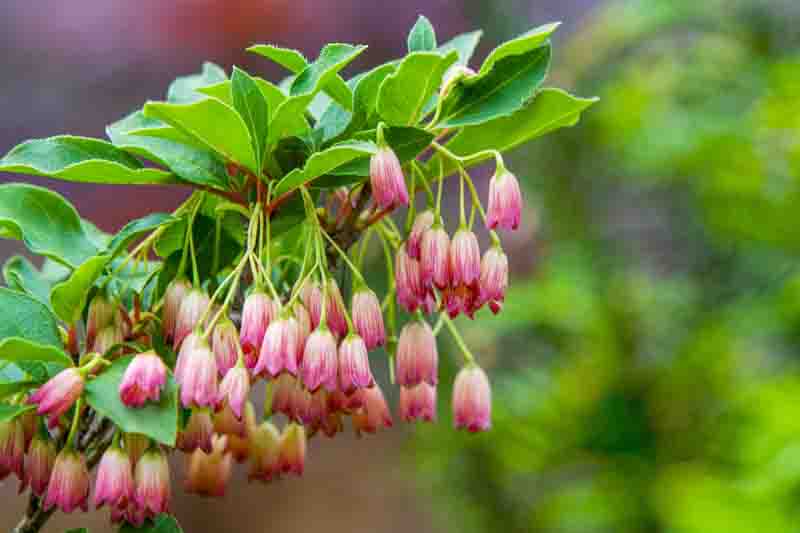 ENKIANTHUS blossoms in Japanese garden