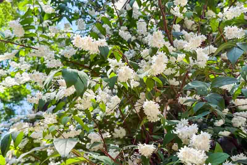 Slender Deutzia, Japanese Snow Flower, Slender Bruisia, Dwarf Deutzia