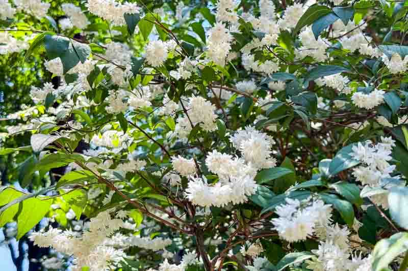 Slender Deutzia, Japanese Snow Flower, Slender Bruisia, Dwarf Deutzia
