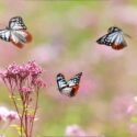 Chestnut Tiger butterfly flying in the thoroughwort flower garden. Eutrochium purpureum