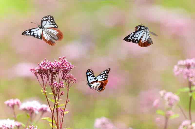 Chestnut Tiger butterfly flying in the thoroughwort flower garden. Eutrochium purpureum