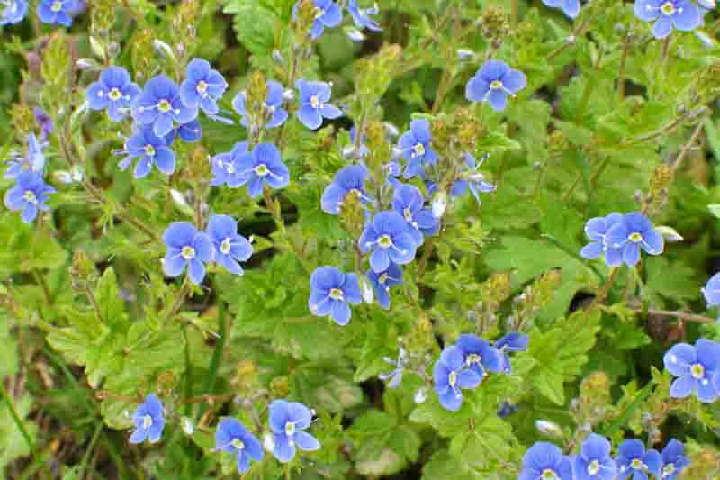 In the spring, germander speedwell (Veronica chamaedrys) blooms in the wild