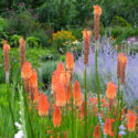 Kniphofia, Russian Sage, Kniphofia uvaria, Full sun Perennials
