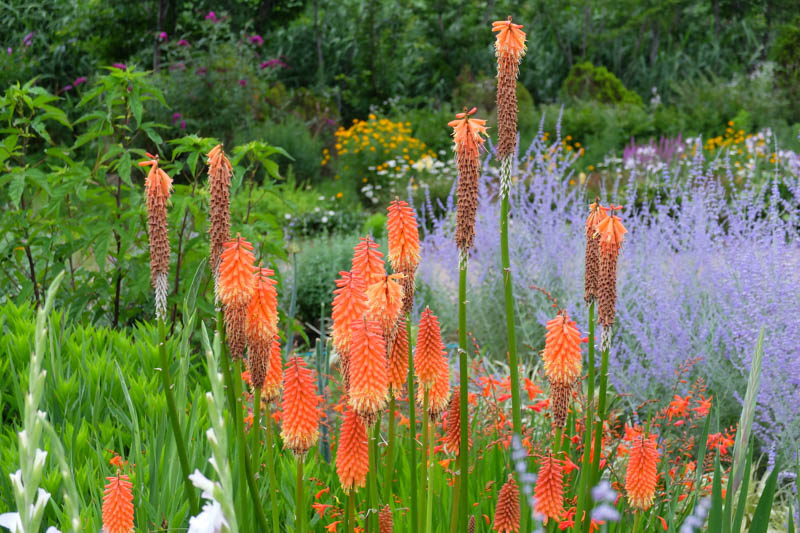 Kniphofia, Russian Sage, Kniphofia uvaria, Full sun Perennials
