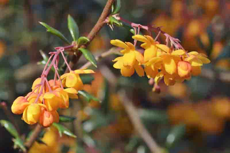 Darwin’s Barberry, Darwin Barberry, Darwin’s Berberis, Barberry